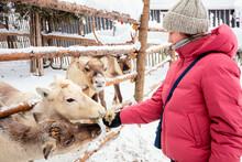 Cute Girl On Reindeer Farm In Finland