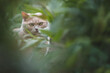 Red shetlend cat looking in the camera through the leaves  