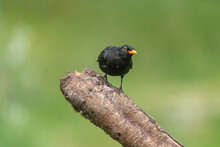 Blackbird, Male, Perched On A Large Branch, In The Scottish Countryside In The Summer Time
