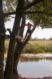 Fototapeta  - A young man stands on a tree above the river. Quality image for your project
