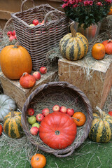 Wall Mural - Decorative pumpkins, Halloween decor in Moscow city. Harvest, garden decoration in GUM, Moscow city. Shop ornament with gourd, orange pumpkin. Halloween pumpkin. Pumpkin decor. Many Halloween pumpkins