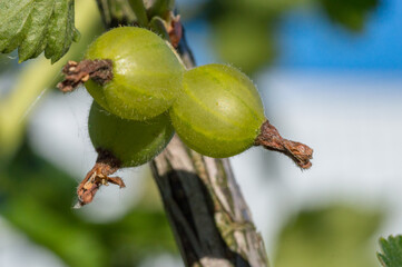 Wall Mural - Macro photo of green gooseberries. Unripe gooseberry in the fruit garden.