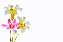 Bright Lily Flowers Isolated On White Background.
