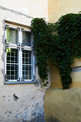 Junction of two walls, yellow and white. on a white window. centered climbing plant