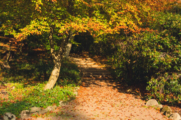 Autumn path 2