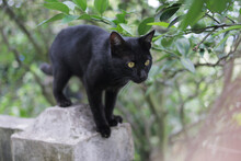 Black Cat Walking On Fences. Black Cat Stock Photo
