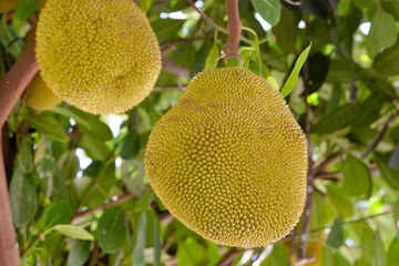 A tree branch full of jack fruits. Tropical fruits ripen on the tree.