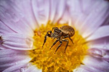 Poster - Immature Cheeky Jumping Spider, Salticus Spider, on a Blooming Daisy