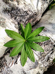 Plant background made of  green leaf of wild lupine and the bark of birch trunks.