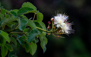 White pequi flowers (Caryocar brasiliense) in close-up and selective focus. Species of the Brazilian Cerrado Biome