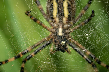 The Wasp Spider