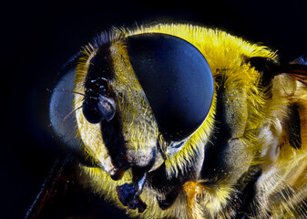 Wall Mural - Macro shot of a hover fly