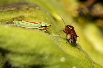 Poster - A lygus and a green leafhopper on a leaf