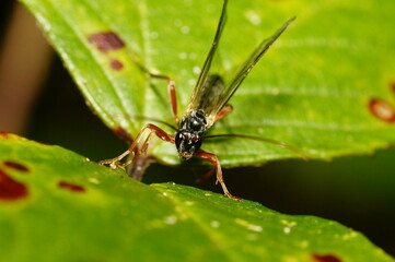 Canvas Print - A parasitic wasp pimplinae on a green leaf