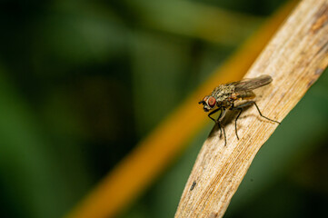 Wall Mural - A hylemia fly on a leaf