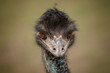 A large portrait of Australian emu ostrich looking in the eye