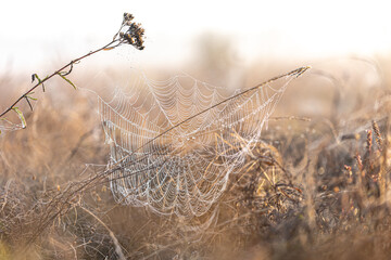 Wall Mural - Big beautiful spider web in dew drops at dawn in the field.