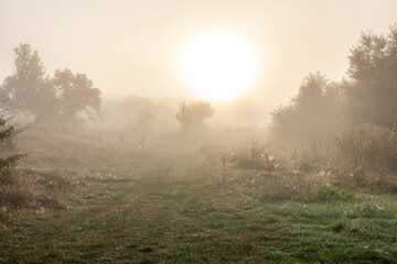 Wall Mural - Early autumn morning with sun and fog in the steppe.