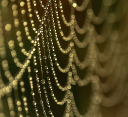 Wall Mural - A beautiful spider web covered with dewdrops in the sunlight.