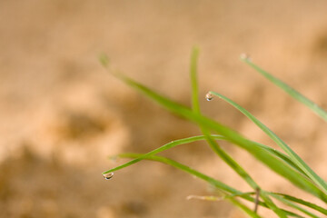 nature evolving slowly - a leaf of grass with morning dew rises towards the future