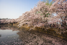 Jiangnan Famous Scenic Spot - The Turtle Head Isle
With Sakuras