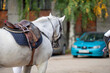 Gray horse with saddle and stirrups on a blurred background of the car and trees.
