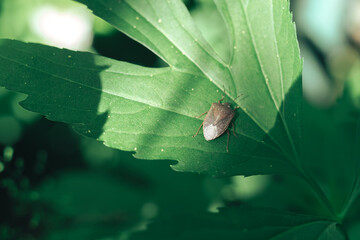 Poster - Close Up of linen skin stink bug on the green leaf, The brown marmorated stink bug is an insect in the family Pentatomidae..