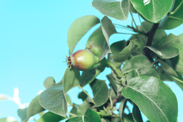 Poster - Small young fresh pears growing on a tree background.