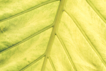 Poster - Close up beautiful green yellow leaf background texture. Macro photography view..