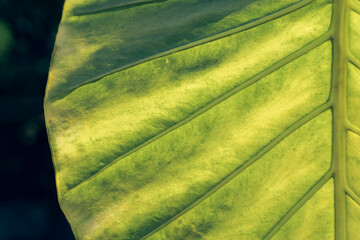 Poster - Close up beautiful green yellow leaf background texture. Macro photography view..
