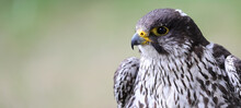 Adult Peregrine Falcon A Bird Of Prey