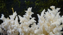 Close Up Of A Mushroom