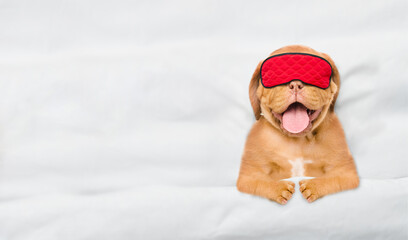 Poster - Mastiff puppy wearing sleeping mask sleeps under white blanket on a bed at home. Top down view. Empty space for text
