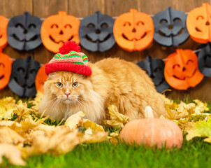 Canvas Print - Adult maine coon cat wearing warm hat  lying on autumn grass with pumpkin