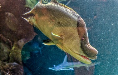 Canvas Print - fish in aquarium