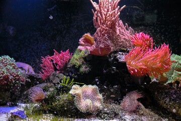 Canvas Print - coral reef in aquarium