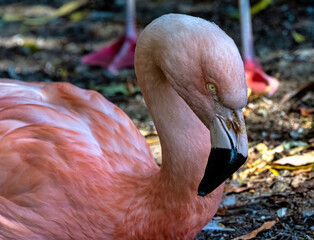 Sticker - Greater flamingo (Phoenicopterus roseus) is the most widespread and largest species of the flamingo family - Spain