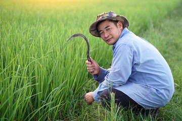 Wall Mural - Asian male farmer hold sickle and works at green paddy field. Concept : organic farming. Use agricultural tool by hand to get rid weeds instead of herbicide. Safe crops              
