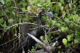 Fototapeta Zwierzęta - Anhinga catches a fish and.kills it.