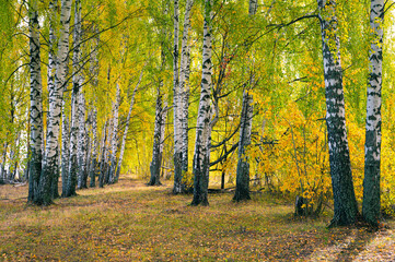 Wall Mural - birch grove on a sunny autumn day, panoramic landscape.