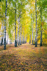 Wall Mural - birch grove on a sunny autumn day, panoramic landscape.