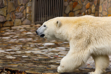 Poster - polar bear walks in an aviary of natural stones