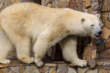 Canvas Print - polar bear walks in an aviary of natural stones