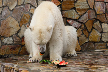 Poster - polar bear in the aviary eats watermelon