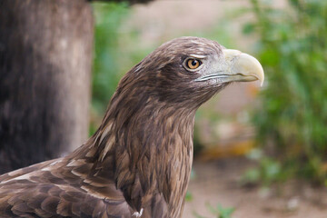 Poster - bird of prey eagle close-up