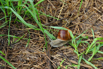 Wall Mural - Grape snail on green leaf close-up. Wildlife, animals, macro, mollusca, fauna, flora, meal, eat, shellfish 
