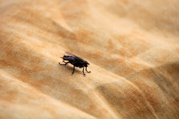 Mosca atterrata su tessuto vista laterale