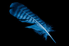 A Blue Hawk Feather On A Black Isolated Background