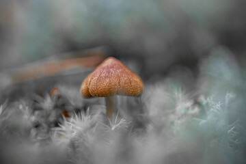 Sticker - Closeup shot of a small cute wild mushroom in the forest