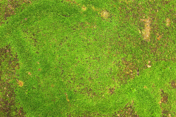 Close up of green moss texture background is growing on the old stone wall.